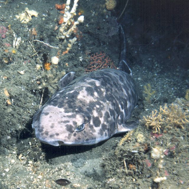 Cephaloscyllium umbratile